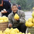 重慶長(zhǎng)壽沙田柚批發(fā)指南 1.5斤以上優(yōu)質(zhì)果品供應(yīng)與市場(chǎng)行情分析