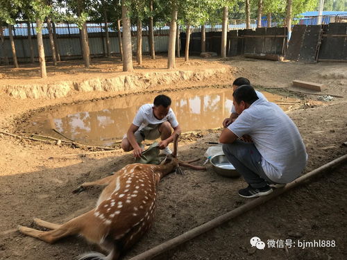 江蘇生態(tài)梅花鹿養(yǎng)殖基地 養(yǎng)出富農(nóng)新希望，探索特色動物飼養(yǎng)新路徑