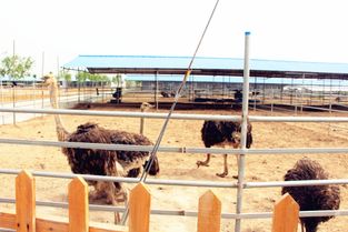 中國食品安全萬里行 食安城市行 走進河北鹽山，探秘健康動物飼養新篇章