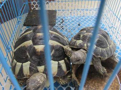 以愛為名的囚籠 非法飼養(yǎng)瀕危野生動物背后的生態(tài)與法理之殤