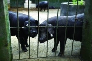 南京探索地震預(yù)警新路徑 動物行為觀測點(diǎn)科學(xué)飼養(yǎng)與監(jiān)測