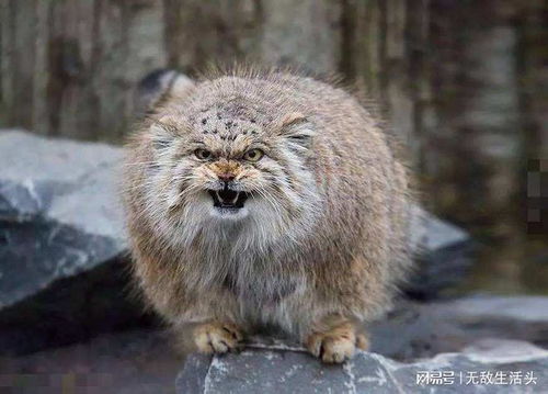 養不起的兔猻與養得起的大熊貓 動物園動物飼養背后的成本與生態考量