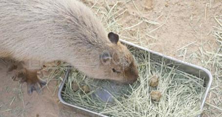 通心粉鼠飼養全指南 從入門到精通