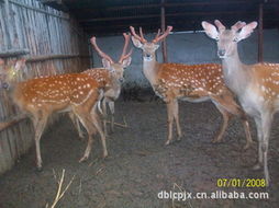 雙陽區(qū)大波鹿產(chǎn)品經(jīng)銷中心 特種養(yǎng)殖動物產(chǎn)品列表