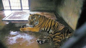 動物兇猛 盤點(diǎn)國內(nèi)動物園傷人慘案與動物飼養(yǎng)的責(zé)任